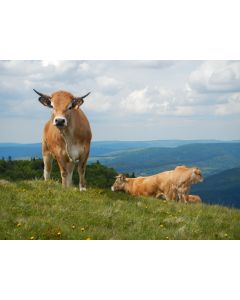 animaux_17