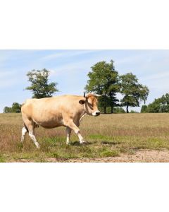 animaux_18