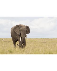animaux_19