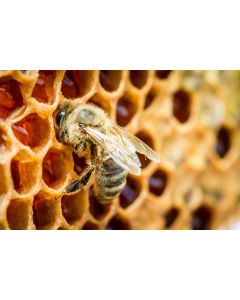 animaux_022