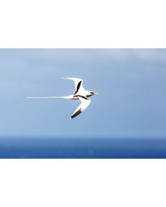 animaux_023