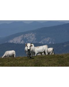 animaux_024