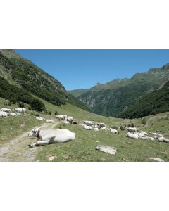 animaux_025