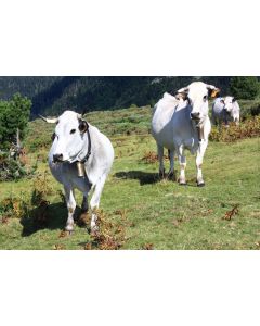 animaux_026