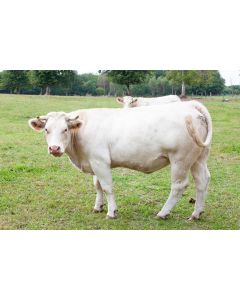 animaux_027