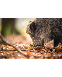 animaux_030