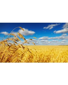 campagne_03