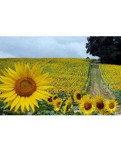 campagne_07