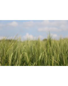 campagne_10