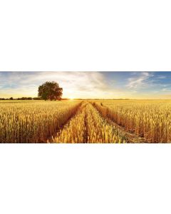 campagne_011