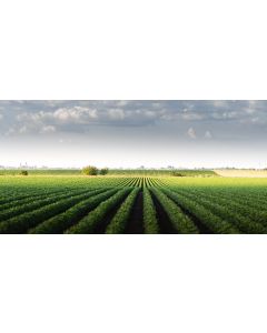 campagne_013