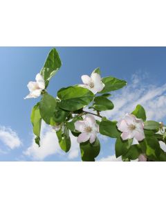 fleurs_01
