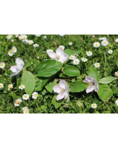 fleurs_02