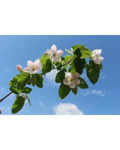 fleurs_03