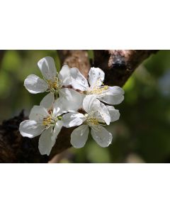 fleurs_04