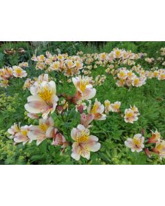 fleurs_05