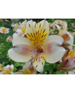 fleurs_06