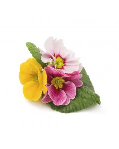 fleurs_07