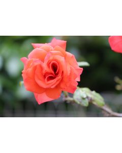fleurs_10