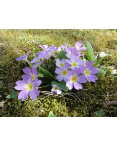 fleurs_11