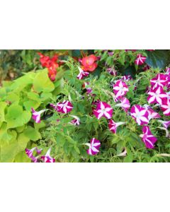 fleurs_12