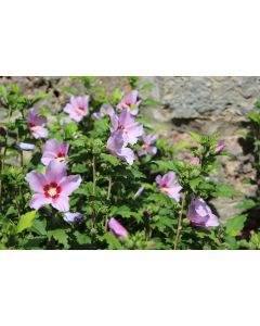 fleurs_13