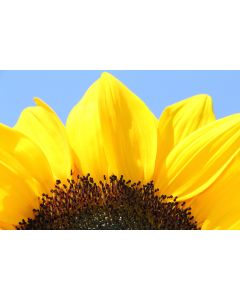 fleurs_14