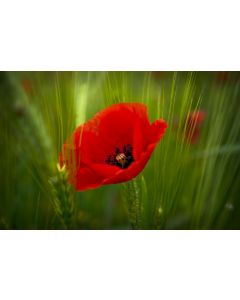 fleurs_15