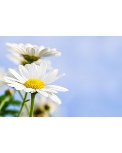 fleurs_16