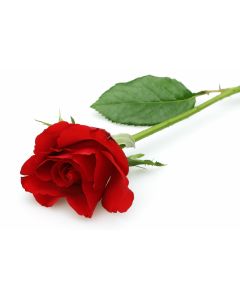 fleurs_17