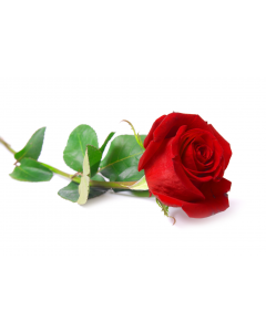 fleurs_18