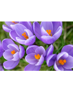 fleurs_20