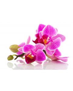 fleurs_22