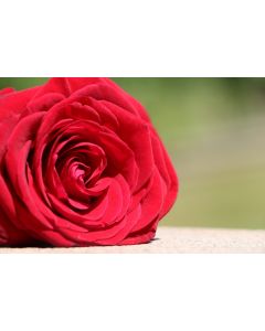fleurs_23