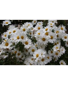 fleurs_26