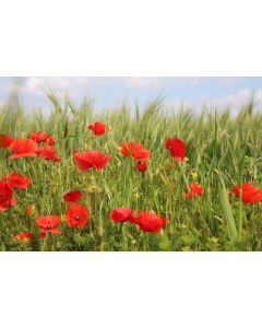 fleurs_27