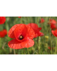 fleurs_29