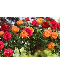fleurs_30