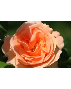 fleurs_31