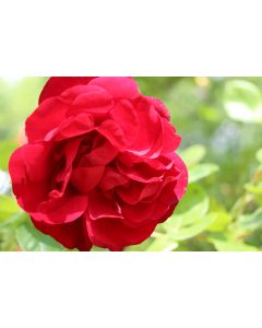 fleurs_32