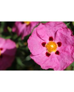 fleurs_33
