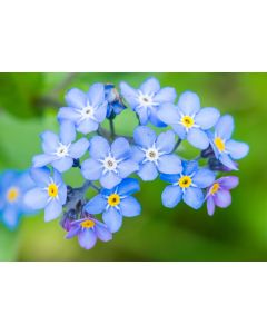 fleurs_040