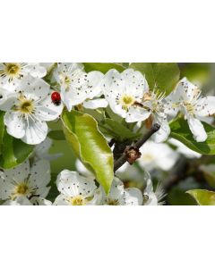 fleurs_041