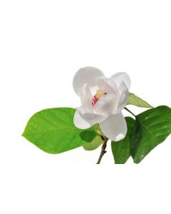 fleurs_042