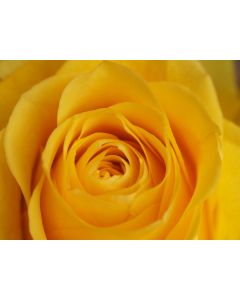 fleurs_046