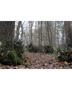 nature_02