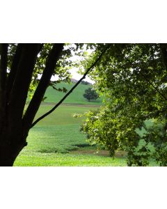 nature_03