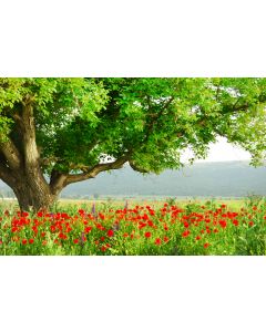 nature_04