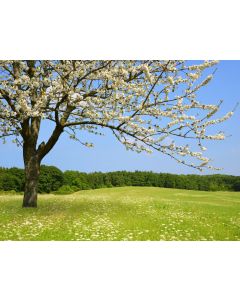 nature_08