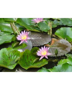 nature_10